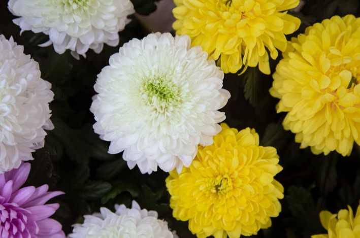 Krisan Lebih dari Sekadar Bunga Hias: Sejarah, Filosofi, dan 9 Manfaatnya untuk Kesehatan