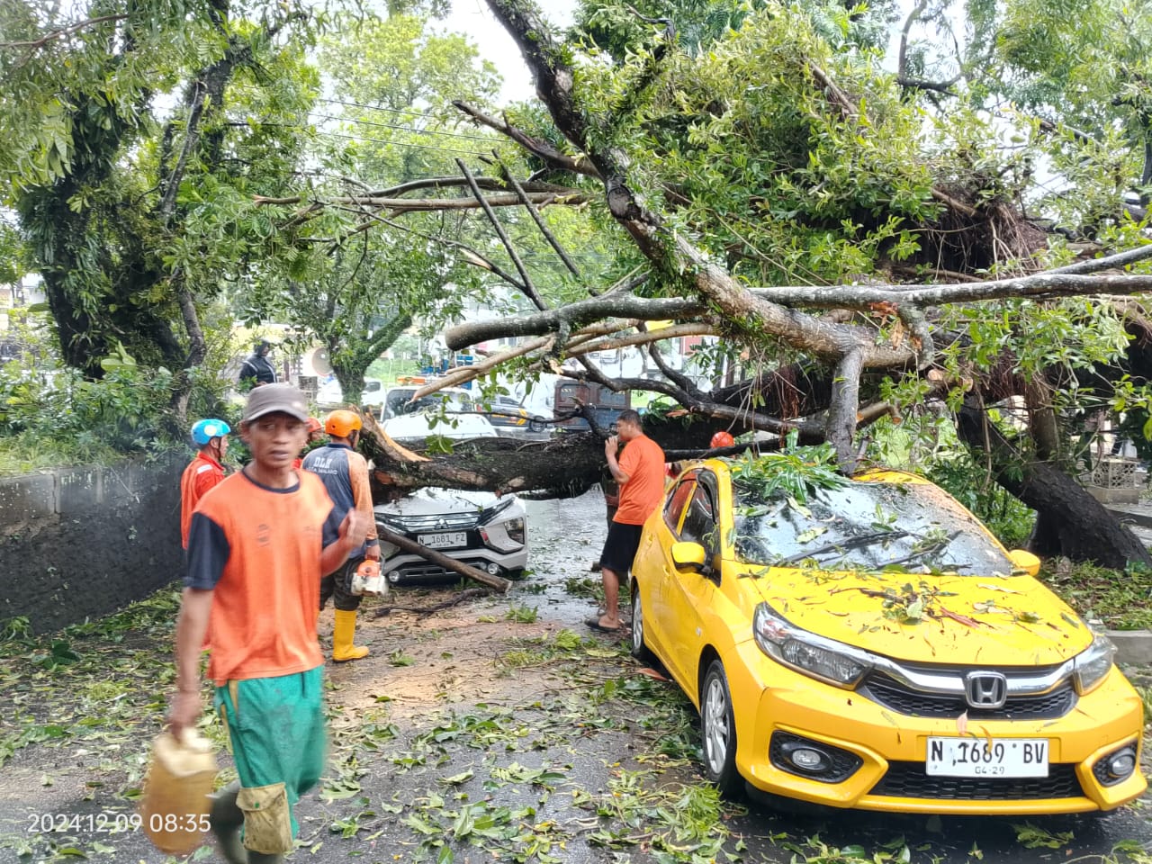 Berturutan Pohon Tumbang, DLH Kota Malang Giatkan Pemantauan Pohon Lapuk