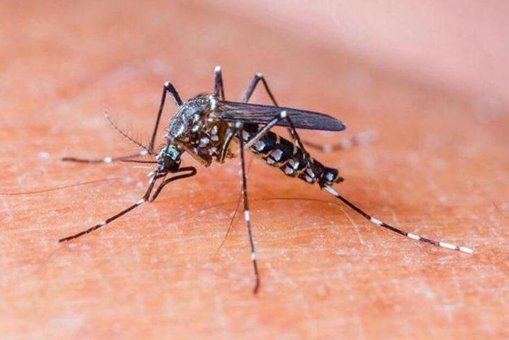 Jangan Sampai Salah! Ini Perbedaan Gejala Demam Berdarah dan Tipes yang Sering Tertukar