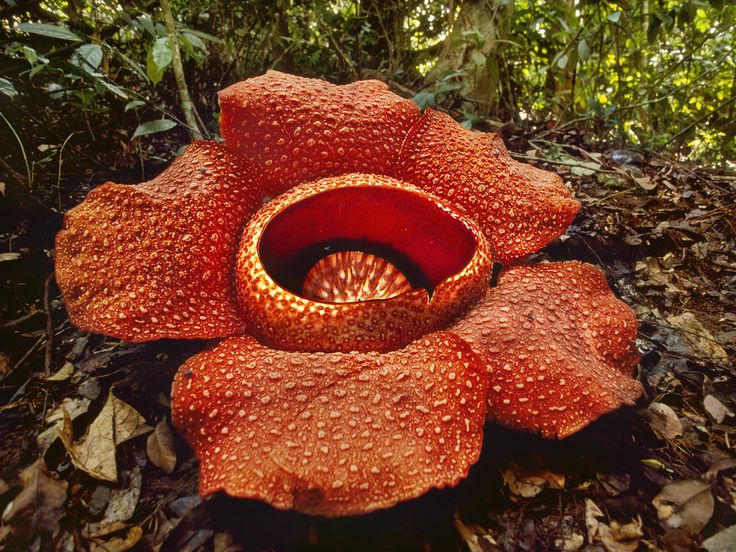 Rafflesia Arnoldii: Pesona Langka dari Hutan Sumatera, Berikut Ini 9 Fakta Penting Si Bunga Bangkai 