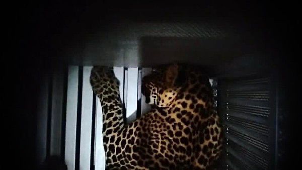Macan Tutul Masuk Hotel di Bandung, FK3I Duga Ada Peliharaan Ilegal