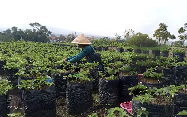 Lumbung Stroberi Batu: Petik Buah Rp25 Ribu, Bisa Makan Sepuasnya di Kebun