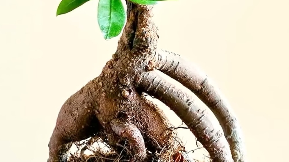 Bingung Mulai Hobi Bonsai? 5 Tanaman Ini Bisa Jadi Pilihan untuk Pemula