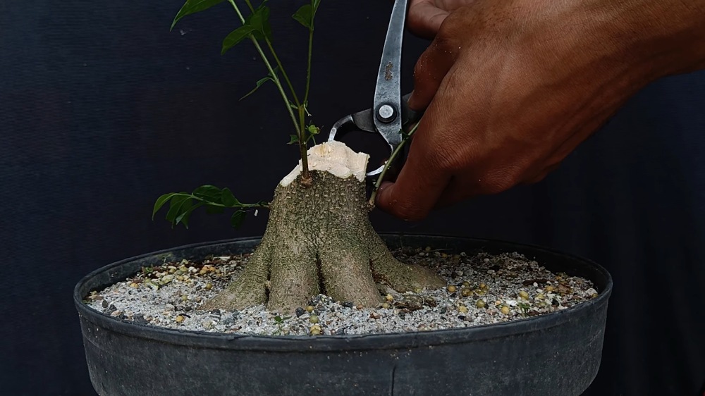 Cara Memilih dan Merapikan Anting Putri Batang Putih agar Siap Dibentuk Bonsai