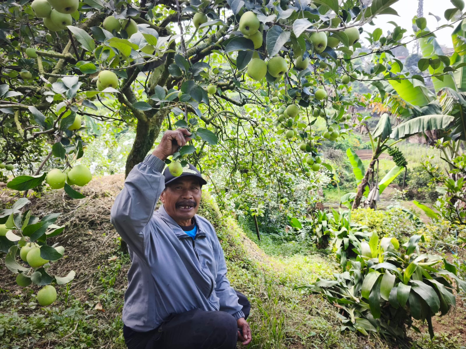 Utomo, Petani Apel Kota Batu Terapkan Semiorganik, Biaya Turun Hasil Naik