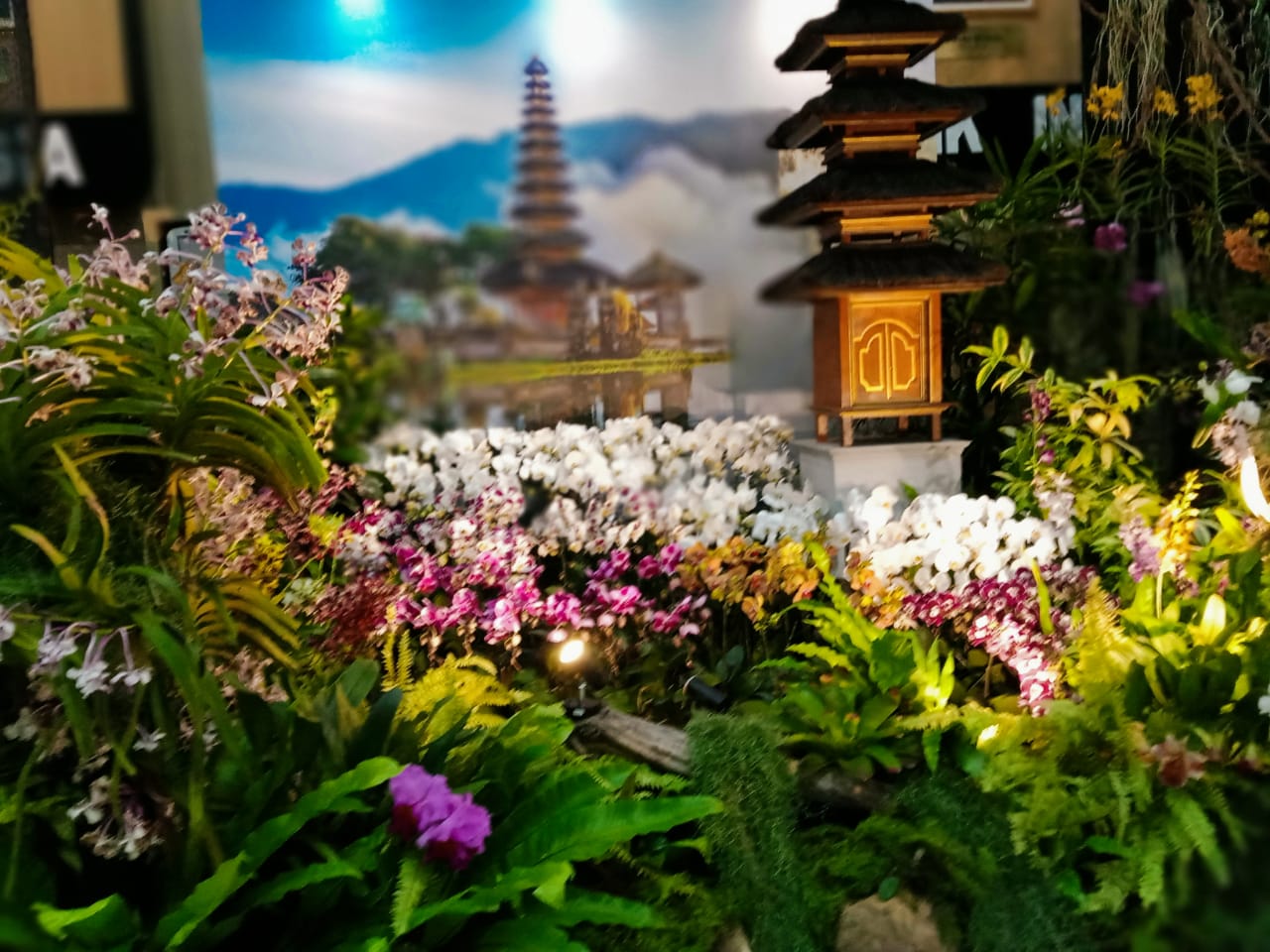 Pameran Anggrek Batu Shining Orchid Week 2025 Mulai Dibuka