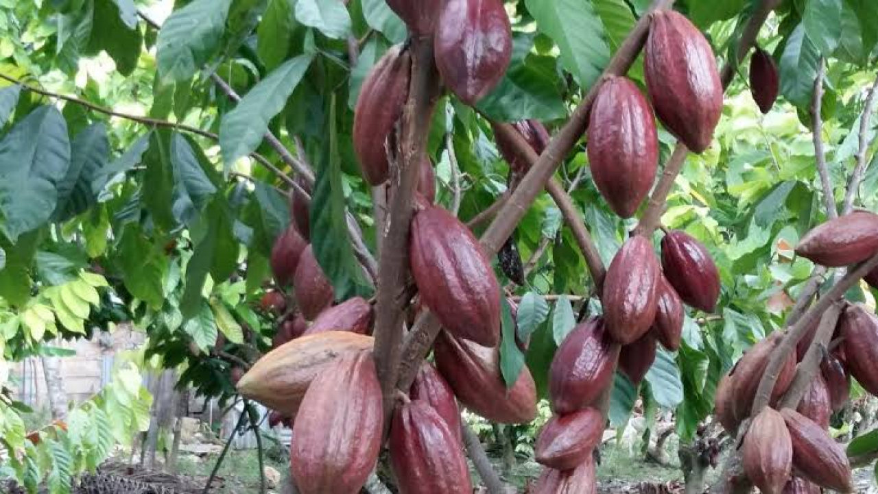 Tak Diekspor Mentah, Kelapa-Kakao-Mente-Lada Bakal Dihilirisasi, Bisa Serap 1,6 Juta Naker dalam 2 Tahun