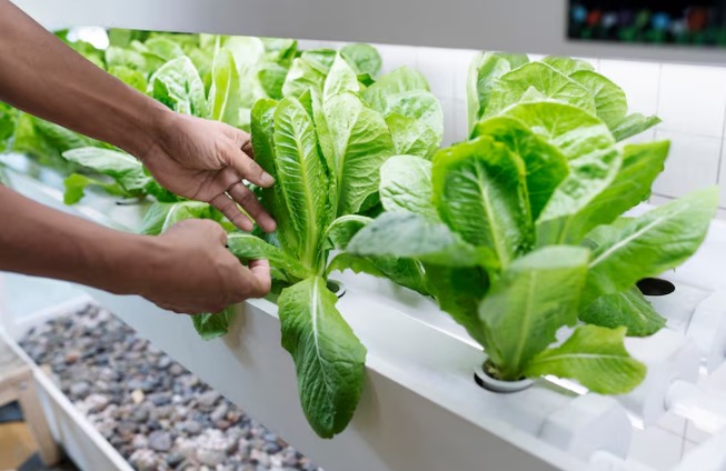 9 Tips Panen dan Menyimpan Hasil Kebun di Rumah agar Tetap Segar