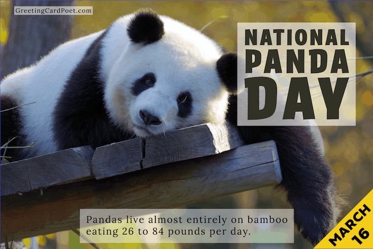 Happy Panda Day! Panda, Si Imut yang Menjadi Ikon Global dan Alat Diplomatik