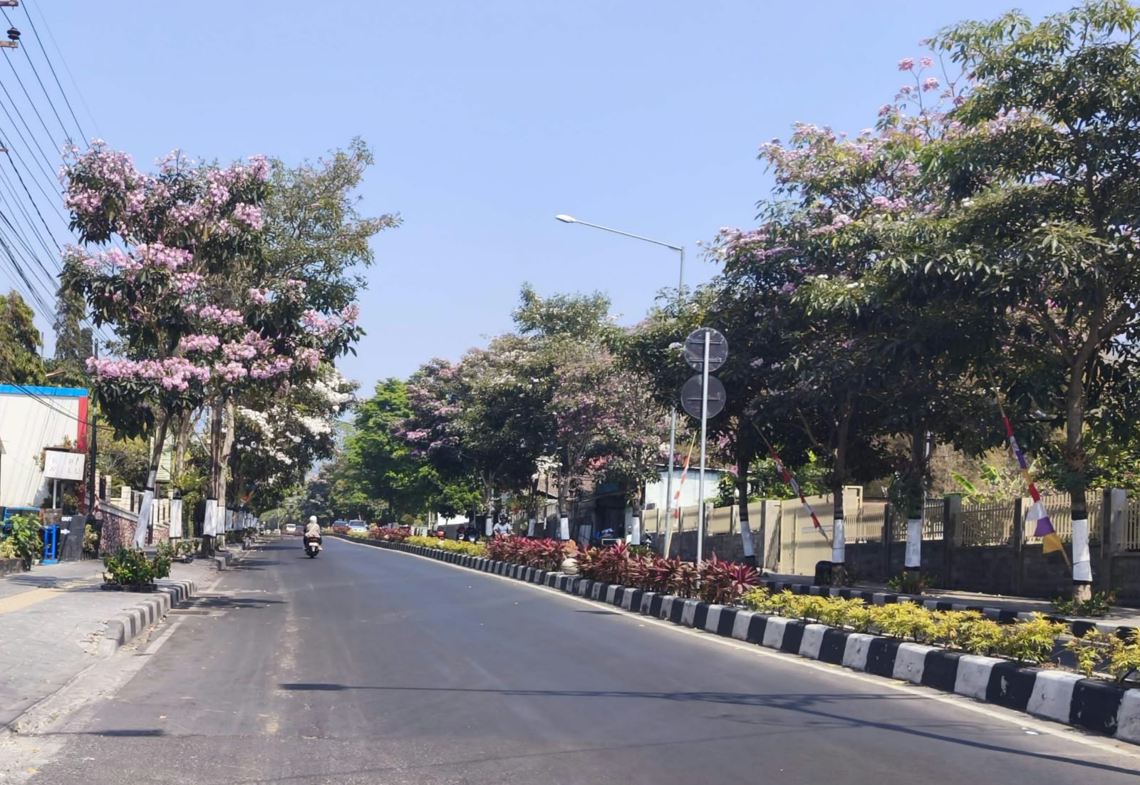 Bunga Tabebuya Bermekaran di Jalan Panglima Sudirman Batu, Suasananya Bak Musim Semi Jepang