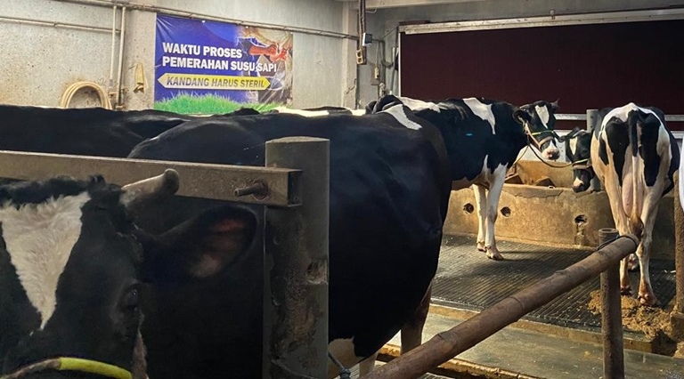 Tingkatkan Produksi Susu untuk Dukung Program MBG dengan Kandang Sapi Closed House Dilengkapi Sistem IoT