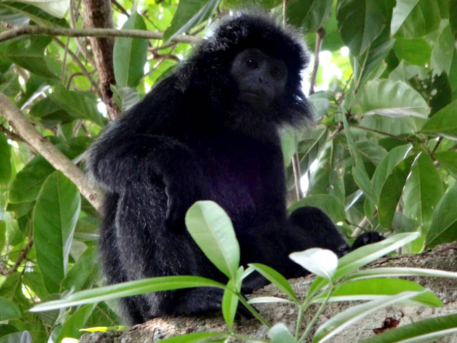 Menggali Arti dan Sejarah Hari Hewan Sedunia: Menjaga Kehidupan dan Bumi Bersama