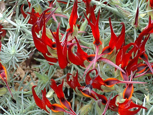 Ketika Keindahan Bertemu Konservasi: Pesona dan Kisah Kelangkaan Bunga Parrot’s Beak