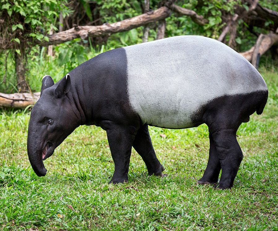 27 April Hari Tapir Sedunia, Ini 9 Fakta Hewan yang Juga Disebut Badak Babi 