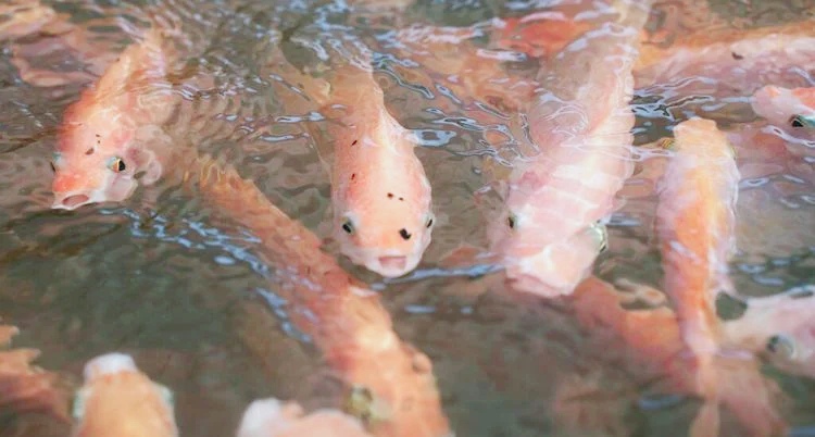 Sinergi Dua Program Strategis: MBG dan Revitaliasi Tambak Terlantar Komoditas Ikan Nila Salin 