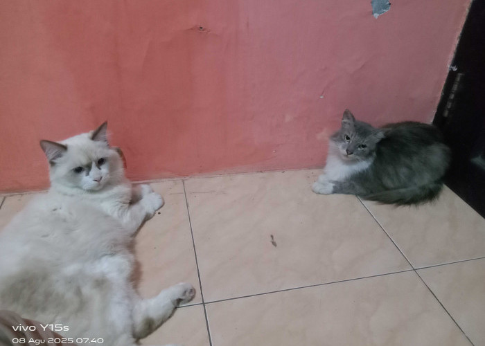 Jangan Salah Paham! Ini Arti Gerakan Ekor Kucing, Bisa Jadi Tanda Senang hingga Stres
