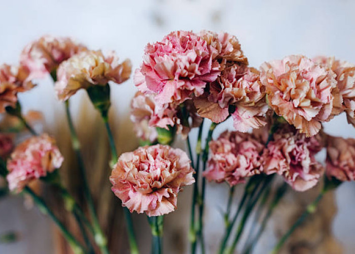 29 Januari Diperingati sebagai Hari Bunga Anyelir, Simak Sejarah, Makna, dan 9 Faktanya!