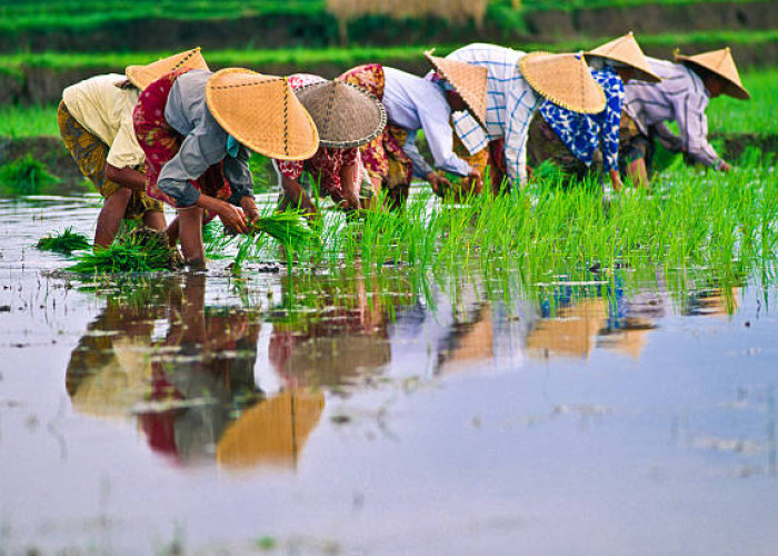 Hari Tani Nasional 24 September: Sejarah, Tujuan, dan Makna Bagi Indonesia