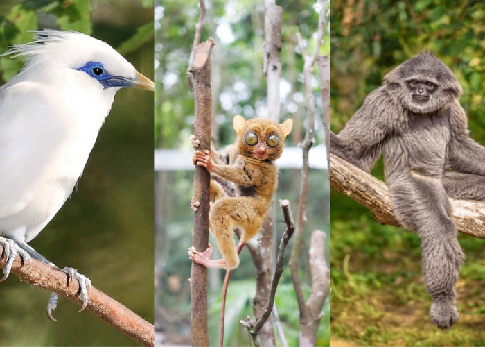 3 Maret Hari Satwa Liar Sedunia, Ini Daftar Hewan yang Terancam Punah di Indonesia