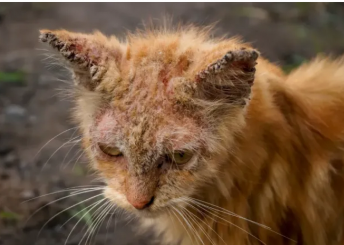 Ringworm Bikin Kucing Gatal-Gatal, Lenyapkan dengan Bahan Alami Ampuh Ini