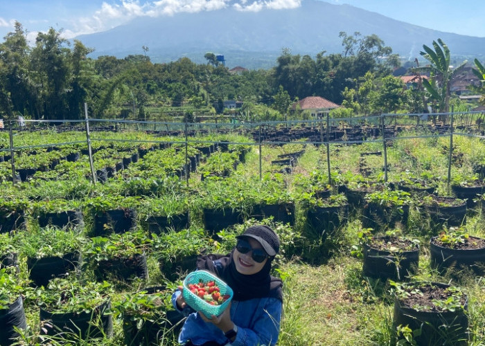 Desa Wisata Pandanrejo Kota Batu, One Stop Holiday dari Petik Stroberi hingga Glamping