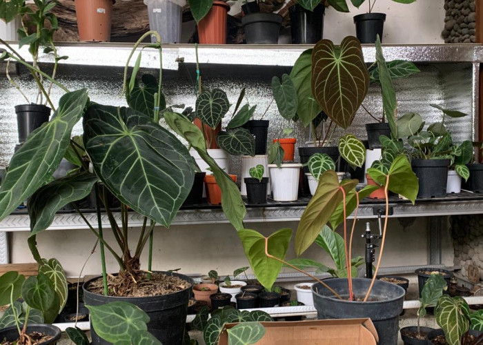 Bermula Covid-19, Pak Ali Jadi Pengembang Varietas Unggul Anthurium Kuping Gajah di Kota Batu