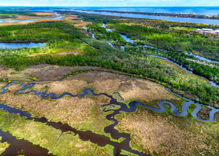 Hari Lahan Basah Sedunia 2 Februari: Mengapa Ekosistem Ini Sangat Berharga bagi Masa Depan Kita?