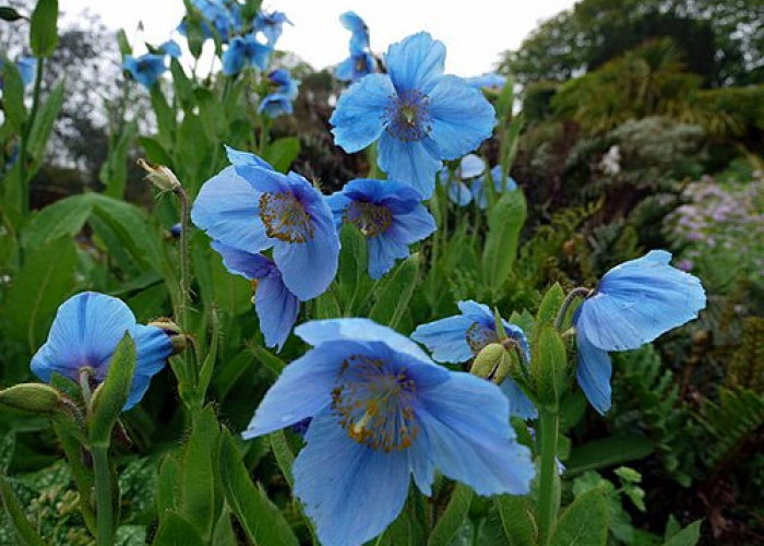 Keajaiban Bunga Himalayan Blue Poppy: Keindahan Biru nan Langka dari Puncak Dunia