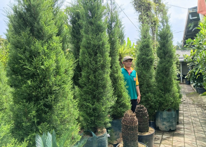Jelang Natal, Penjualan Cemara Rentes Wangi Laris Manis, Tembus Kalimantan hingga Bali
