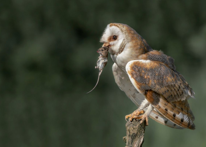 Momen Hari Hewan, Kenali Fakta Menarik Burung Hantu: Lebih dari Sekadar Simbol Horor