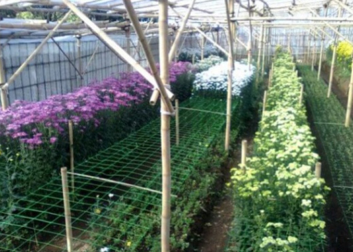 Ancaman Angin Kencang El Nino, Petani Bunga Bumiaji Bagikan Tips Rawat Greenhouse