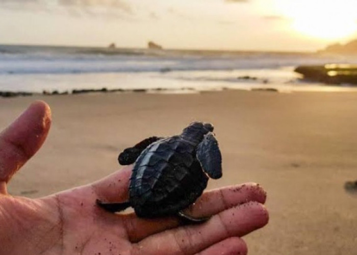 Menjaga Ekosistem Pesisir melalui Konservasi Lingkungan Terpadu di Pantai Bajul Mati, Malang