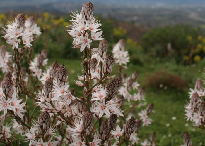 Asphodelus, Bunga Kuno yang Menyimpan Kisah Kehidupan, Kematian, dan Keabadian