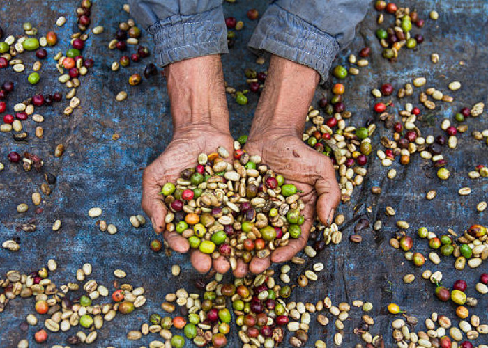 9 Fakta Unik Kopi Wamena: Ditanam di Ketinggian Ektrem secara Organik Tanpa Pestisida
