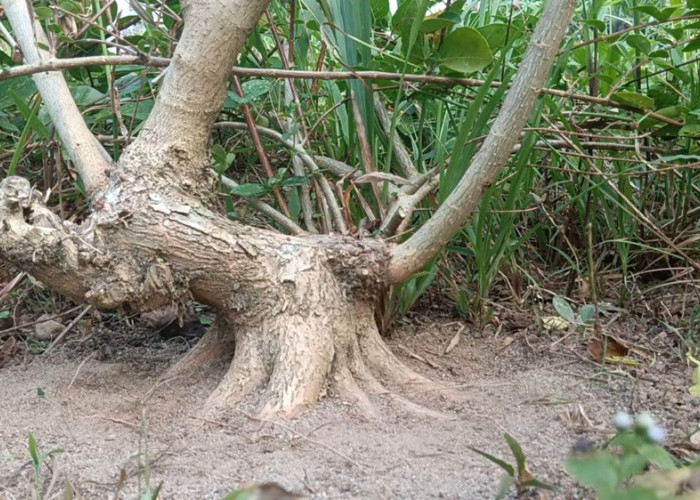 Hampir 3 Tahun Dirawat, Bonsai Sancang Ini Mulai Masuk Tahap Pembentukan