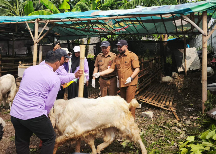 ‎Jelang Idul Adha, Pemkot Batu Periksa Kesehatan Hewan Kurban   ‎
