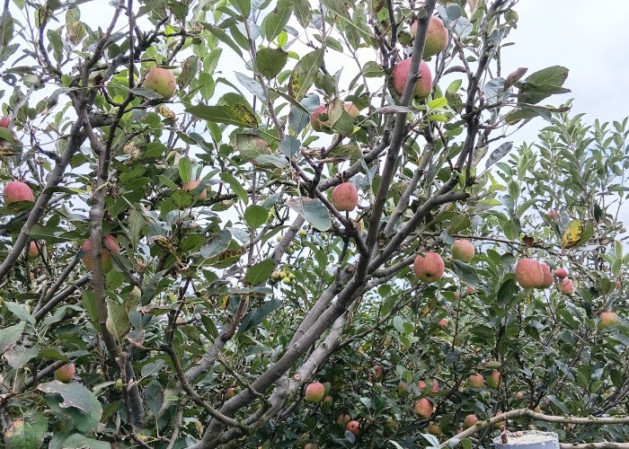 Pelaku Wisata Petik Apel Inginkan Bantuan Pemkot Batu agar Pulih seperti Era sebelum Covid