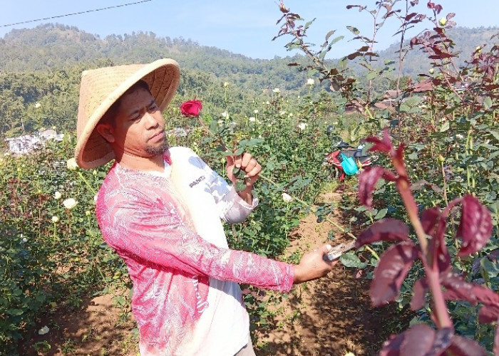 Menelisik Jejak Sejarah dan Mekarnya Industri Mawar di Desa Gunungsari