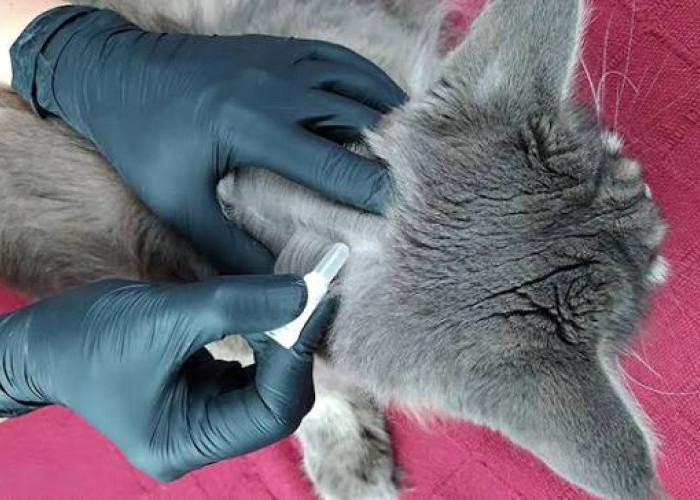 Cat Lovers Wajib Tahu! Ini Trik Rahasia Bersihkan Kutu Kucing Sampai ke Telurnya