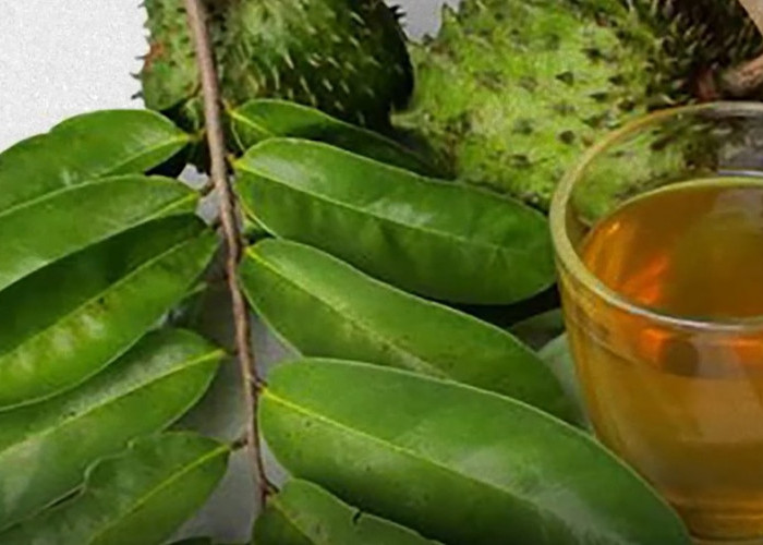 Jangan Asal Minum Rebusan Daun Sirsak, Ini Manfaat untuk Kolesterol dan Asam Urat serta Efek Sampingnya
