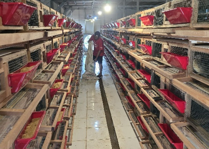 Amankan Aset Riset, FAST UB Kantongi Sertifikat Merek Resmi 'UBfeed' untuk Proteksi Pasar