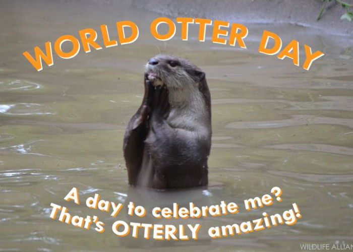 28 Mei Juga Hari Berang-Berang, Si Lucu Yang Punya Banyak Fakta Menarik!