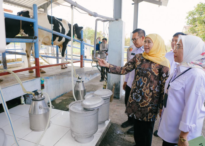 Khofifah Targetkan UPT Batu Jadi Pusat Pengembangan Sapi Perah Jawa Timur