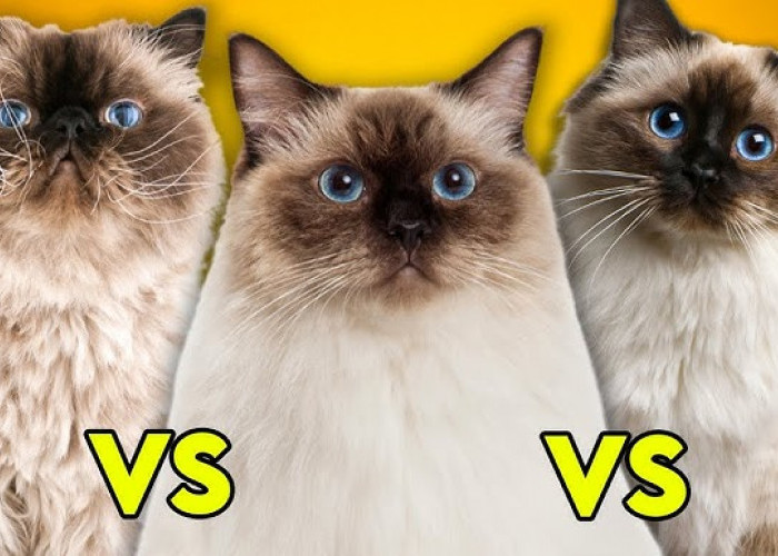 Serupa tapi Tak Sama, Para Pecinta Kucing Wajib Tahu Perbedaan Ras Ragdoll, Siamese, dan Himalaya