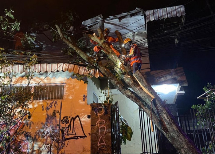 Pohon Sono Kembang Tumbang Timpa Atap Rumah Warga