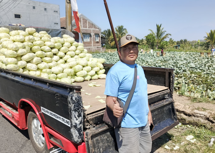 Harga Sayuran di Karangploso Tipis, Petani Hanya Raup Sekitar Rp300 per Kilogram