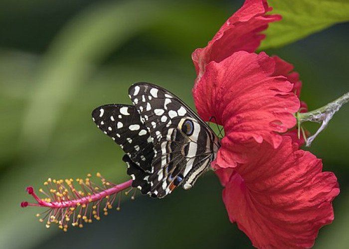 Kembang Sepatu: Bunga Tropis yang Sarat Sejarah, Makna, Berikut 9 Manfaat Pentingnya