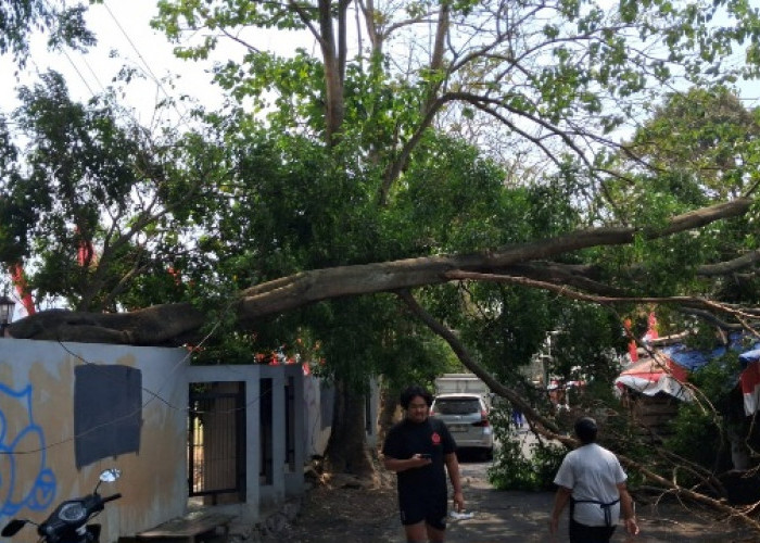Pohon Tumbang di TMP Suropati Rusak Warung, Warga Desak Pemkot Batu Audit Pohon Tua