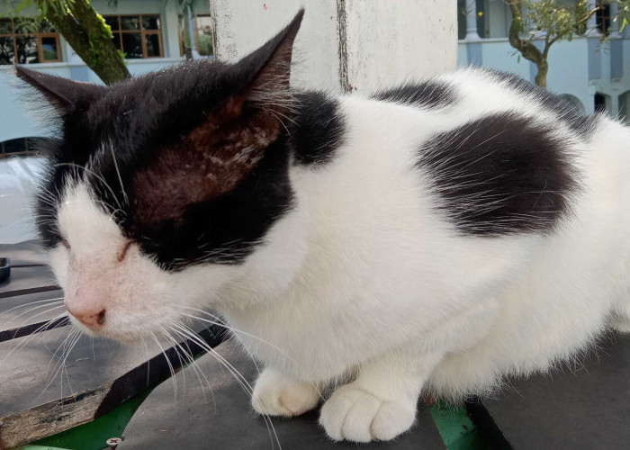 Kenapa Kucing Suka Makan Rumput? Ini Alasan Ilmiah di Balik Perilaku Uniknya