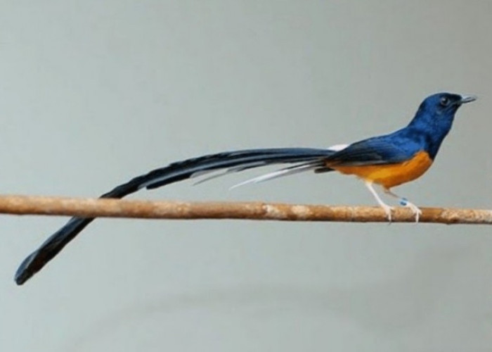 Burung Pengobat Stress, Menghasilkan Cuan
